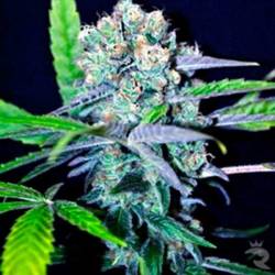 Indica Mix Cbd Feminizada